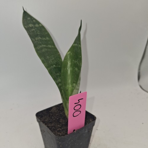 Sansevieria snake plant - sansevieria,