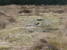 Photo 6x4 Larsen trap