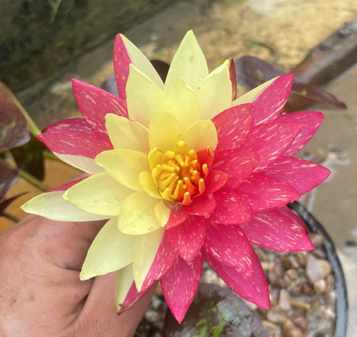 Nymphaea wanvisa premium - "wanvisa",