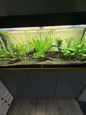 240L Juwel Aquarium + Stand, Eheim Filters, Live Plants, Fish & Breeding Plecos
