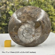 Polished button goniatite fossil - devonian period, morocco