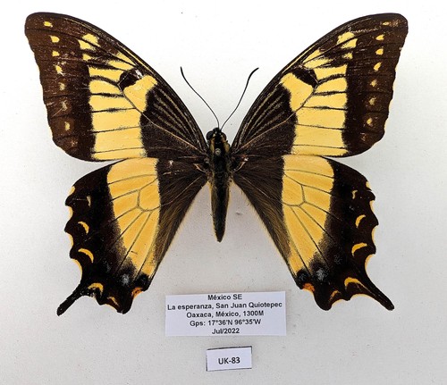 Rare find papilio - rare,