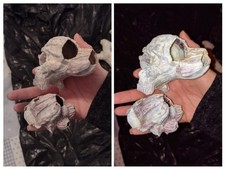 Vintage Barnacles - Aquarium /