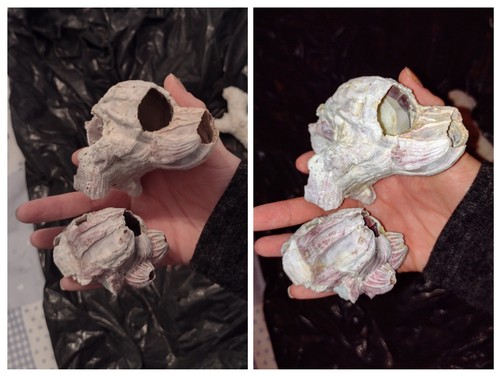 Vintage barnacles aquarium - vintage,