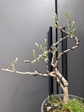 Wisteria Bonsai Tree 