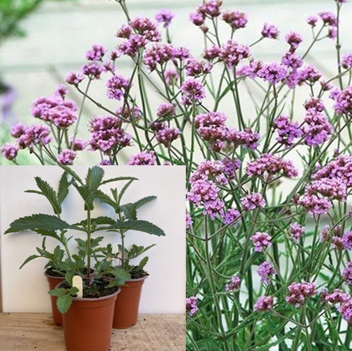 Verbena bonariensis plants - bonariensis, x3