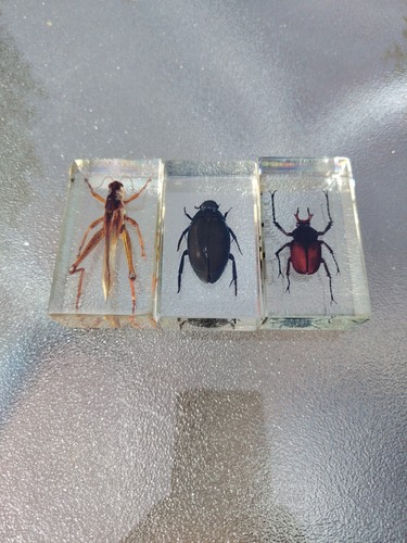 Insects resin blocks - insects,