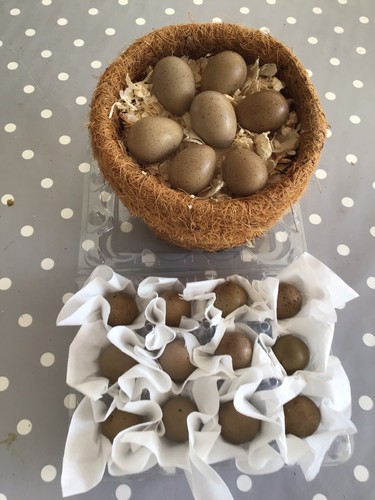 Quail eggs button - quail,