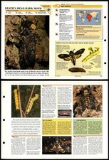 Death's Head Hawk Moth #33 Insects Wildlife Fact File Fold-Out Card