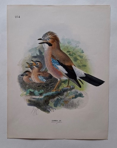 Rare john gerrard keulemans - rare,