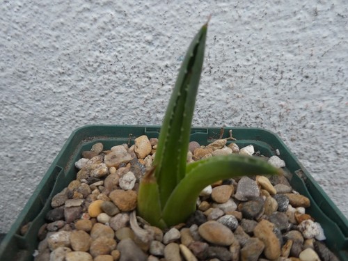 Agave cordillerensis shown in - shown,