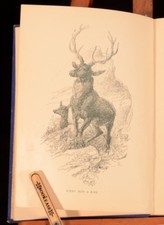 1892 Our Humble Friends of Wood and Field Gordon Stables Illus Very Scarce