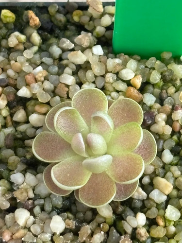 Pinguicula mirador - pinguicula,