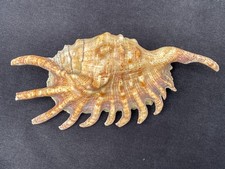 Spider Conch Shell (Lambis chiragra) – 14cm Natural Sea Shell, Coastal Décor