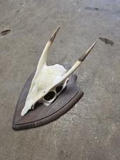 Muntjac antlers on wooden