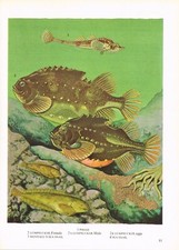 Pogge Lumpsucker Montagu's Sea Snail Fish Print Picture Vintage 1972 OBOV#81