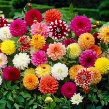 8 x MIXED  DECORATIVE DAHLIA