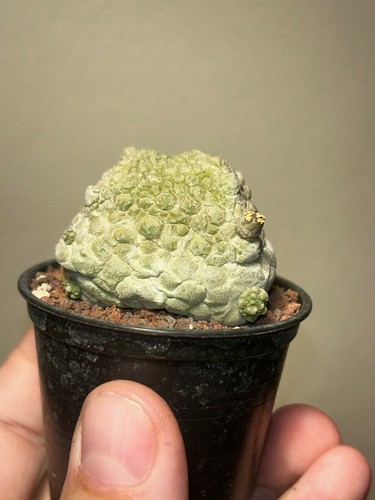 Pseudolithos cubiformis - pseudolithos,