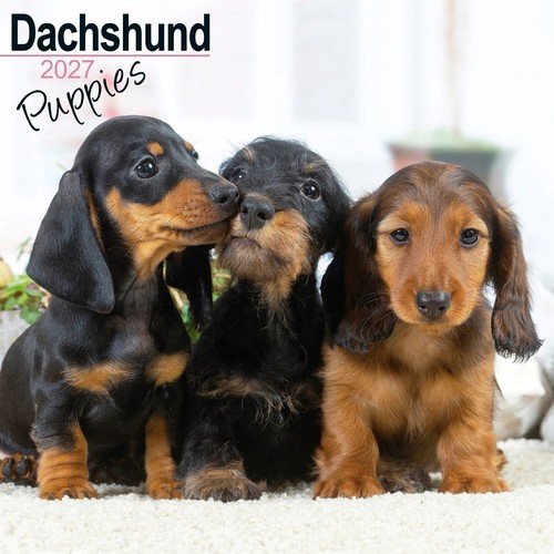 Dachshund puppies calendar - dachshund,