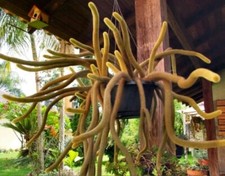 Small Hildewintera Aureispina