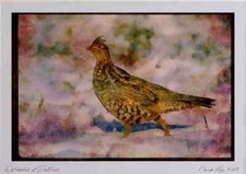 352022 Ruffed Grouse Standing
