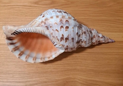 Charonia tritonis tritons - charonia,