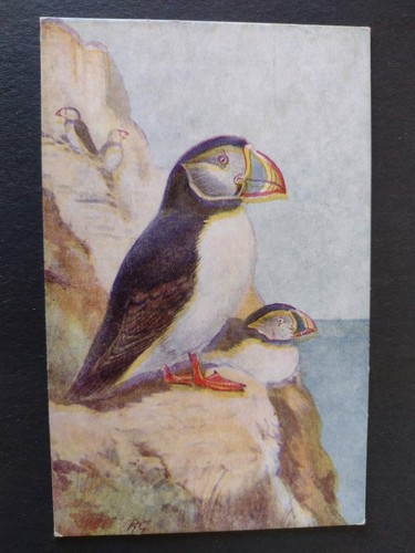 Bird postcard puffin artist - postcard,,