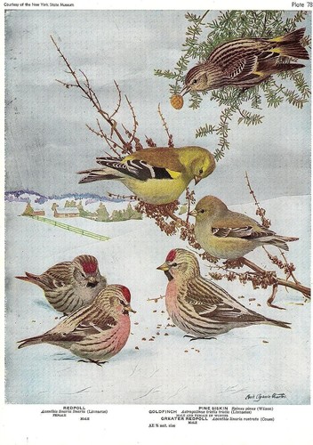 1936 vintage fuertes - 1936, birds