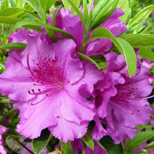 Azalea purple splendor - x,