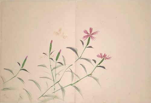 Ragged robin japanese brush - japanese,