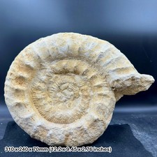 Rare perisphinctes - rare, 11"