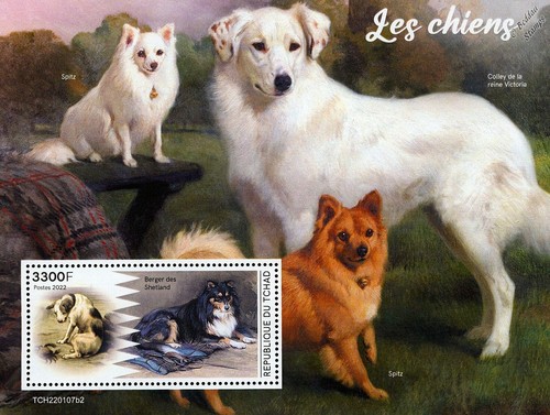 Dogs shetland - dogs, (shetland