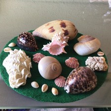 JOB LOT OF   SEASHELLS