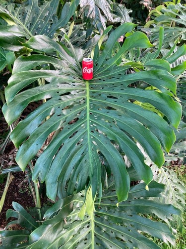 Monstera deliciosa large