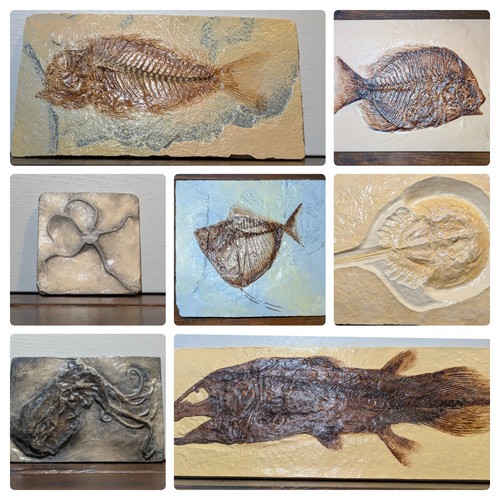 Sea creature fossil replicas - replicas, |