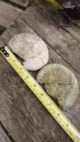 Fossil ammonites pair - fossil,