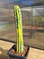 Echinopsis TCP | Variegated