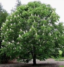 AESCULUS HIPPOCASTANUM Horse