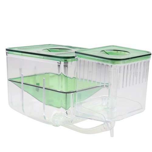 Baby aquarium fry tank - tank, guppy