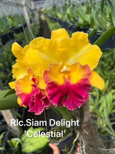 Rare cattleya rlc - rare, siam
