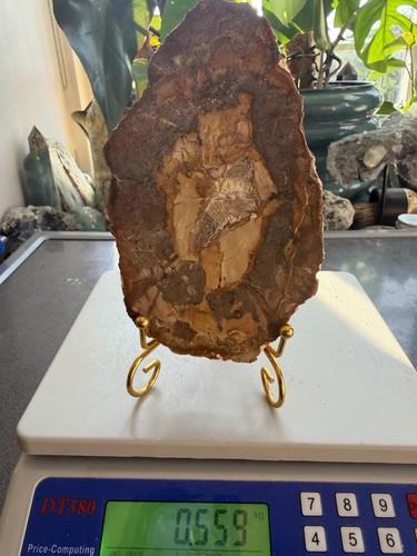 Large polished fossilised wood - fossilised,