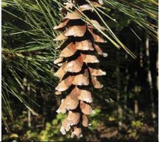 Sugar Pine Cones X12 Christmas Craft Decoration 4-5 inches ( smaller) 