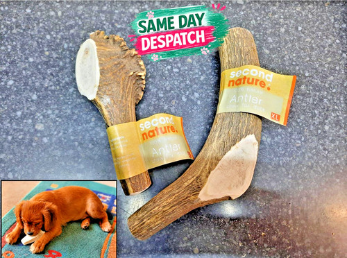 Second nature antler puppy dog - antler, puppy/dog
