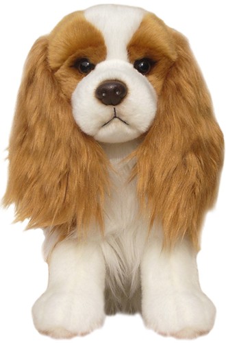 Cavalier king charles - charles, spaniel