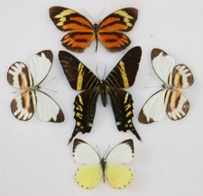 Real Butterfly specimens X5