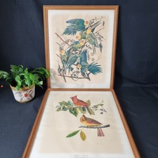Vintage John James Audubon Parrot Birds Prints Pair Framed Cardinal Grosbeak