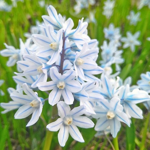 Russian snowdrop 100 - snowdrop,