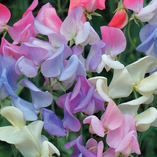 Thompson morgan sweet pea - &,