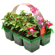 6 x Basket Plants Fuchsia Bush