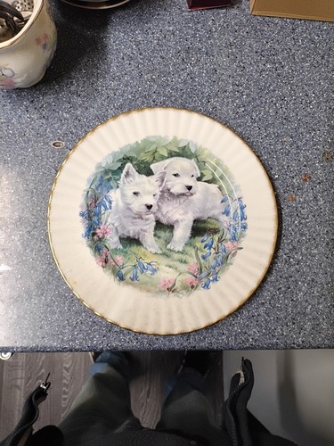 Westie west highland white - westie,